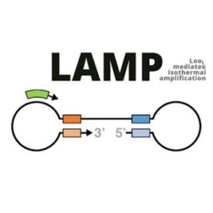TECHNOLOGIE LAMP